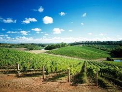 葡萄园里的浪漫,邂逅甜蜜爱情的故事